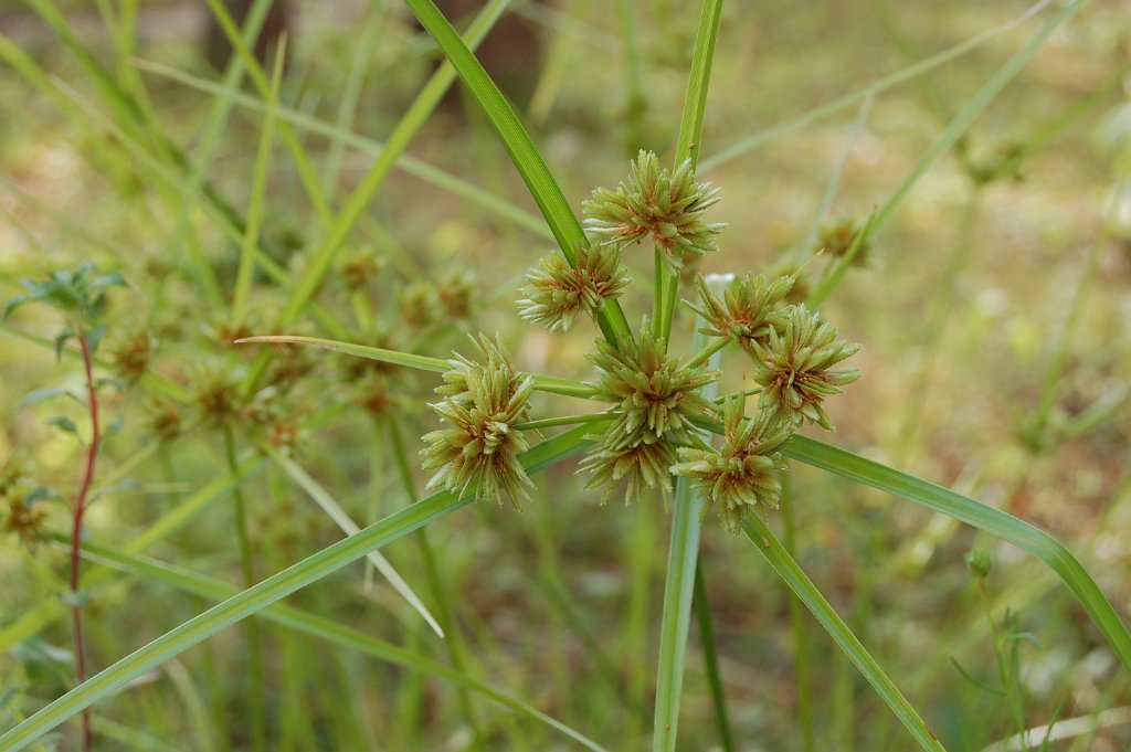 CYPERUS