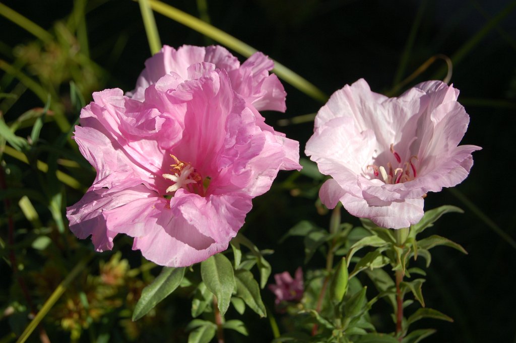 GODETIA