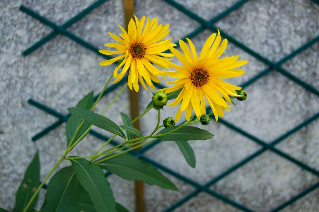 HELIANTHUS