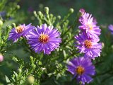 ASTERS.JPG