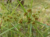 CYPERUS.JPG