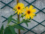 HELIANTHUS.JPG