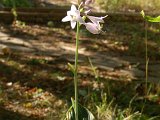 HOSTA.JPG