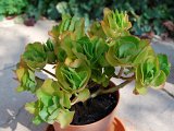 KALANCHOE.JPG