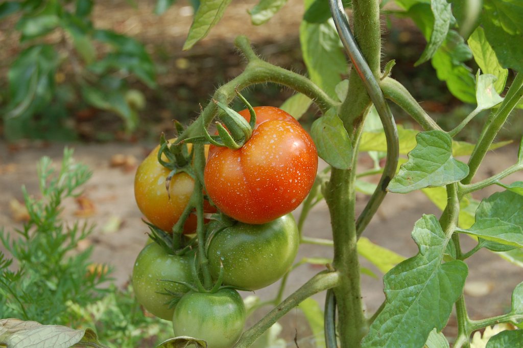 TOMATES