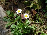 MARGUERITES.JPG