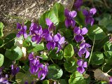 VIOLETTES.JPG